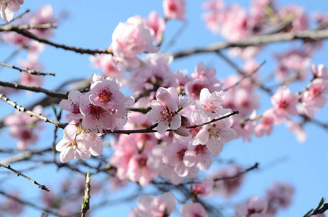 春の景色（桜）