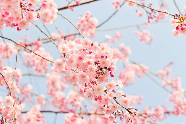 春の景色（桜）