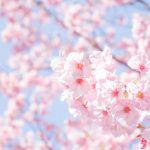 春の景色（桜）