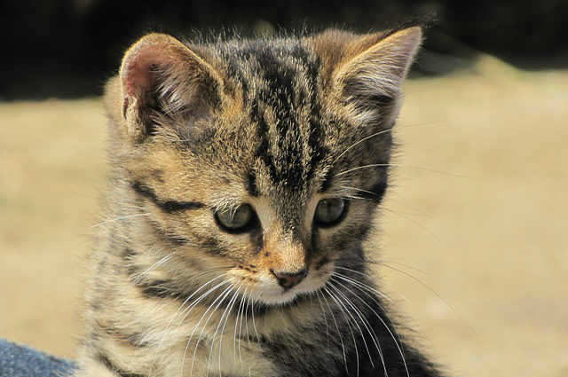 悲しそうな猫